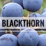 Blackthorn